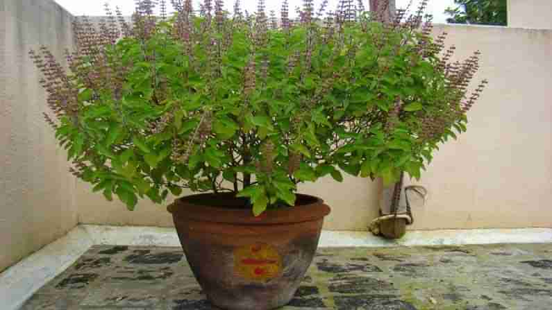 Tulsi Tree: ఇంట్లో తులసి చెట్టును రోజూ ఇలా పూజించడం వలన కలిగే ప్రయోజనాలెంటో తెలుసా.. ఎందుకు ఆరాధించాలంటే...