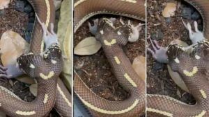 Two Headed Snake: వామ్మో రెండు తలల పాము.. ఎలుకల్ని ఎలా తింటోందో చూడండి.. Viral Vedio