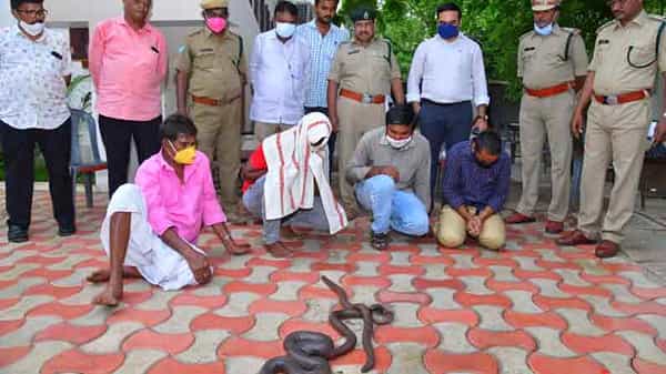 TWO HEAD SNAKES : గుంటూరులో రెండు తలకాయ పాములు విక్రయిస్తున్న ముఠా అరెస్ట్..