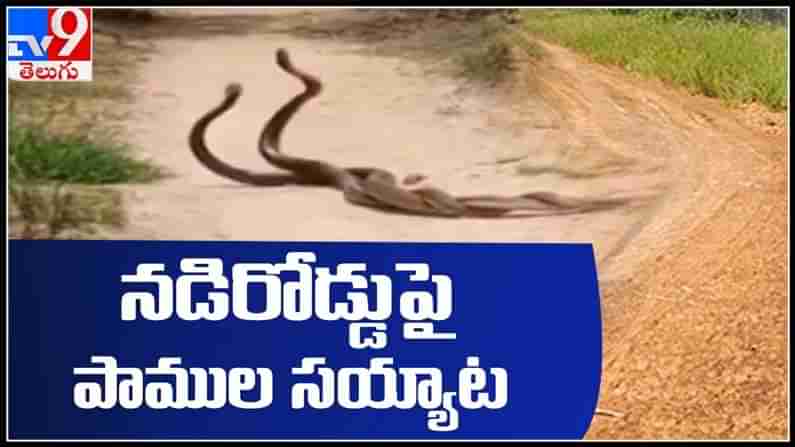 TV9 దృశ్యం :నడిరోడ్డు పై భారీ త్రాచుపాముల సయ్యాట..గగుర్పొడిచే వీడియో..:Two Snakes Dance Video.