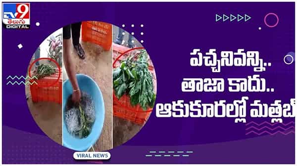 వాడిన ఆకుకూరలు క్షణాల్లో తాజా..!! ఆకుకూరల్లో మత్లబ్ చూస్తే షాక్ అవ్వాల్సిందే..!! వీడియో