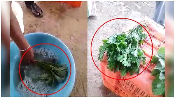 Viral Video: ఆకుకూరలు ఫ్రెష్గా ఉండాలా.? ఇలా మాత్రం చేయొద్దు! తస్మాత్ జాగ్రత్త.. వైరల్ వీడియో!