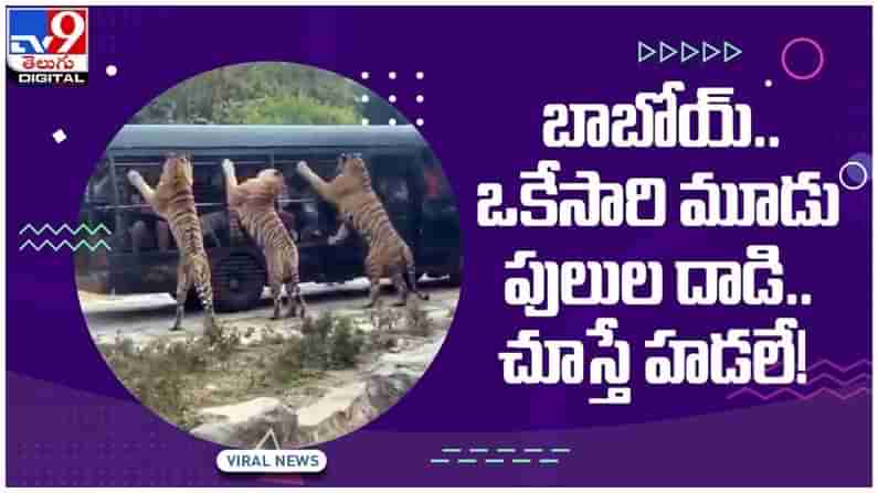 Viral Video: పర్యాటక బస్సును చుట్టుముట్టిన పులులు...!! నెట్టింట వీడియో వైరల్..!!