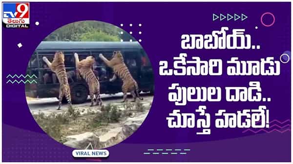 Viral Video: పర్యాటక బస్సును చుట్టుముట్టిన పులులు...!! నెట్టింట వీడియో వైరల్..!!
