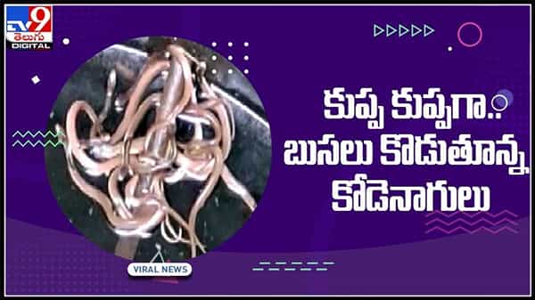Viral Video :ఒకదానికొకటి పెనవేసుకొని కుప్ప కుప్పగా... బుసలు కొడుతున్న కోడెనాగులు.. వీడియో వైరల్..