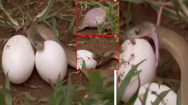 Viral Video: అమాంతంగా భారీ గుడ్డును మింగేసిన పాము.. సోషల్ మీడియాలో షాకింగ్ వీడియో వైరల్..!