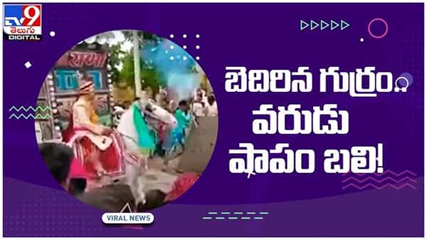 viral video: టపాసుల మోత.. బెదిరిన గుర్రం.. పాపం వరుడు బలి.. వీడియో