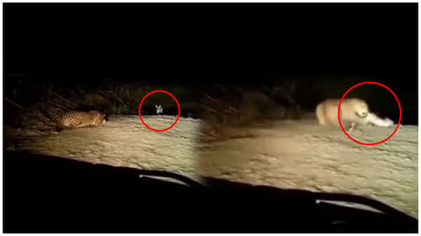 Viral Video: లైవ్లో చిరుత వేటను మీరెప్పుడైనా చూశారా.? అయితే ఈ షాకింగ్ వీడియో చూడండి.!