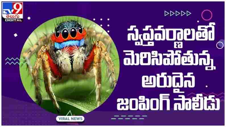 Viral Video: సప్త వర్ణాలతో మెరిసిపోతున్న అరుదైన సాలీడు ప్రత్యక్ష్యం..!! ( వీడియో )