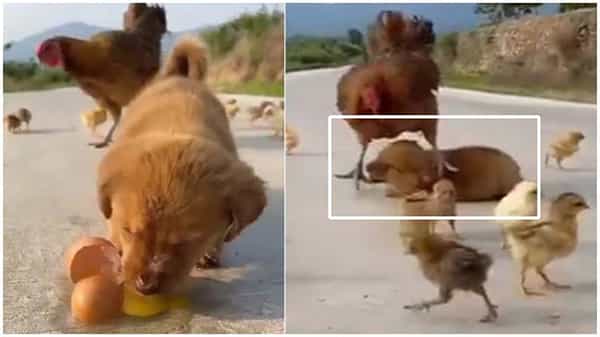 Viral Video: క్యూట్ పప్పీని కోడి కోపంతో కుమ్మేసింది.. పొడిచేసింది.. ఇంతలా ఎందుకు చేసిందో తెలుసా..