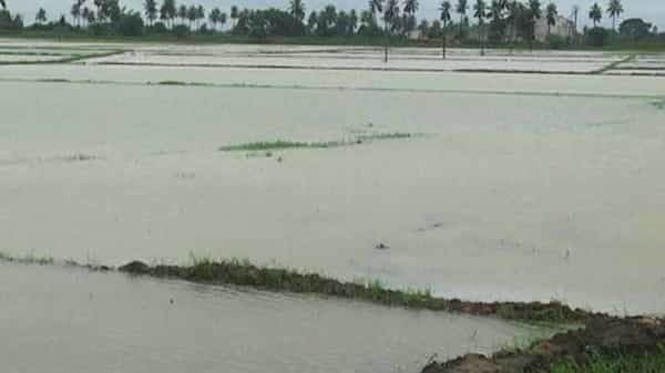 West Godavari : నాలుగు నెలలైనా చేతికి రాని దాళ్వా డబ్బు.. రోజుల తరబడి వర్షాలు, కొట్టుకుపోయిన నారుమళ్లు
