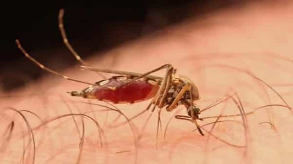 Zika Virus: జికా వైరస్ ఏంటి? ఎలా వస్తుంది? లక్షణాలు ఏంటి? ఎలాంటి జాగ్రత్తలు తీసుకోవాలి?.. పూర్తి వివరాలు మీకోసం..