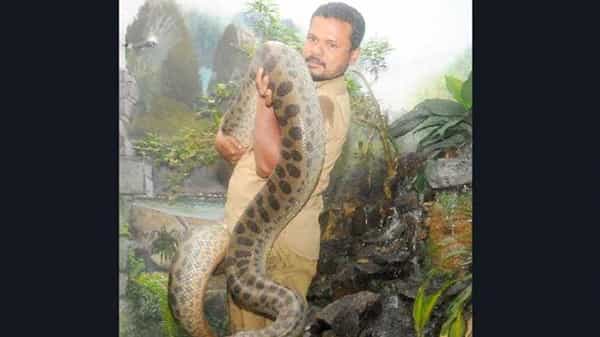 Zookeeper Dies: నాలుగేళ్లుగా పాములకు పాలు పోసి పెంచాడు.. చివరకు కోబ్రా కాటుకే బలయ్యాడు.. జూ కీపర్ ఉదంతం..
