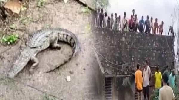 Viral video: ఇంటికి గెస్ట్గా వచ్చిన మొసలి.. పలకరిద్దామని చూస్తే ఇంటిపైకెక్కి కూర్చున్నారు..