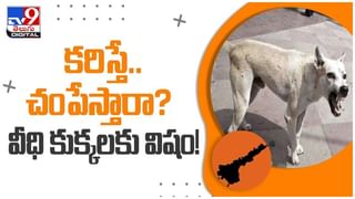 Viral Video: స్టైల్‌గా రోడ్డుపై రయ్‌ రయ్‌ మంటూ సైకిల్‌పై కుక్క రైడ్‌.. నెట్టింట వీడియో వైరల్