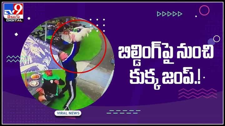బిల్డింగ్ పై నుంచి కుక్క జంప్.. క్యాచ్ పట్టి కుక్కను బలె కాపాడాడు.!వైరల్ వీడియో:Dog Viral Video. బిల్డింగ్ పై నుంచి కుక్క జంప్.. క్యాచ్ పట్టి కుక్కను బలె కాపాడాడు.!వైరల్ వీడియో:Dog Viral Video.