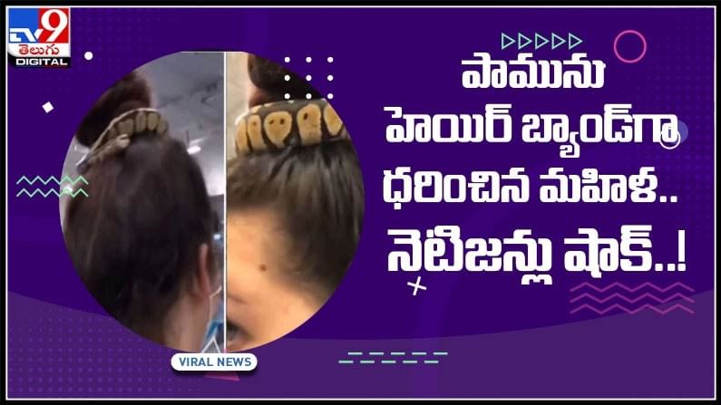 పామును హెయిర్‌ బ్యాండ్‌గా ధరించిన మహిళ.. నెటిజన్లు షాక్‌..!వీడియో వీడియో..:Snake as a Hair Band Viral Video.