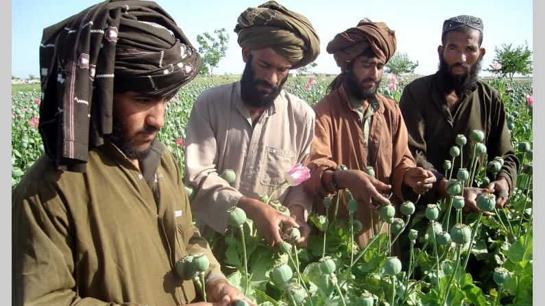 Afghanistan Crisis: ప్రపంచానికి తాలిబన్లతో పొంచి ఉన్న పెనుముప్పు 'డ్రగ్స్'..ఎందుకు తాలిబన్లు ఈ వ్యాపారంపై ఆధారపడతారు?