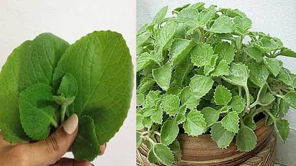 Ajwain Leaves: మీ ఇంట్లో పిల్లలున్నారా.. అయితే ఈ మొక్క తప్పనిసరిగా ఉండాల్సిందే..ఎన్నో వ్యాధులకు చక్కని దివ్య ఔషధం
