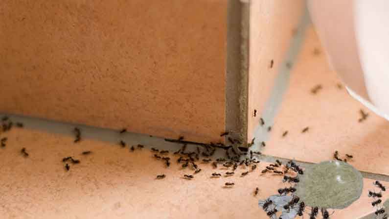 Ants Trouble: చీమలు ఇల్లంతా తిరిగేస్తూ ఇబ్బంది పెట్టేస్తున్నాయా? ఇలా చేస్తే చీమలు కనిపించమన్నా కనిపించవు!
