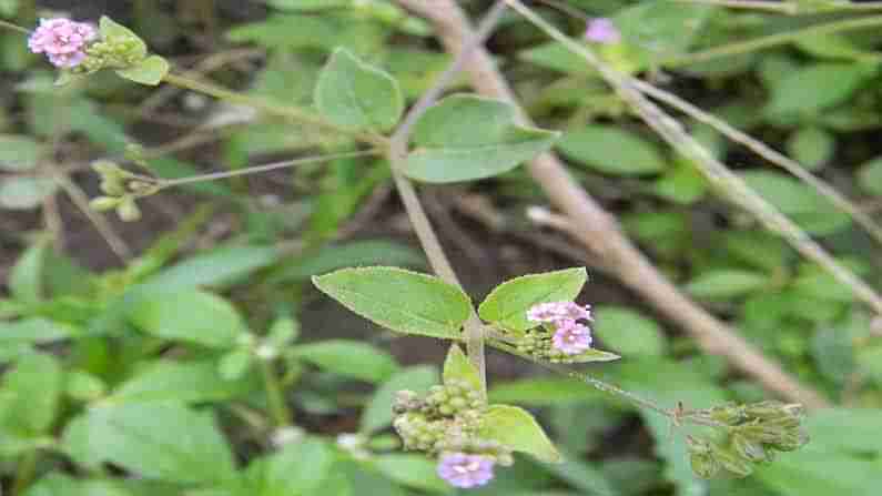 Punarnava-Ayurveda: డయాలసిస్ చేయాల్సిన సమయంలో కూడా ఈ ఆకు రసం తాగితే.. కిడ్నీ సమస్యలు దూరం