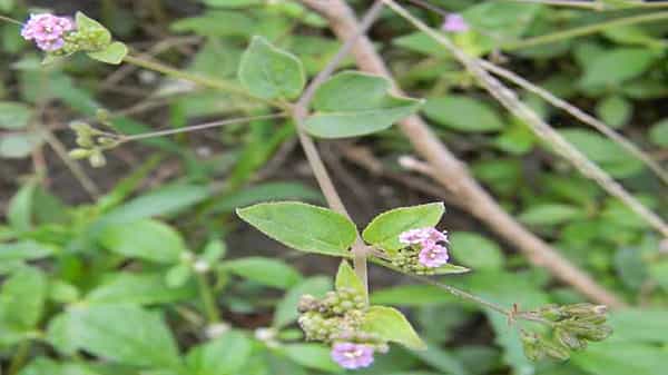 Punarnava-Ayurveda: డయాలసిస్ చేయాల్సిన సమయంలో కూడా ఈ ఆకు రసం తాగితే.. కిడ్నీ సమస్యలు దూరం