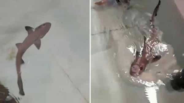 Viral News: విచిత్రం.. మగ జన్యువు లేకుండానే పుట్టిన బుల్లి సొరచేప.. నిపుణులు సైతం ఆశ్చర్యపోతున్న వైనం
