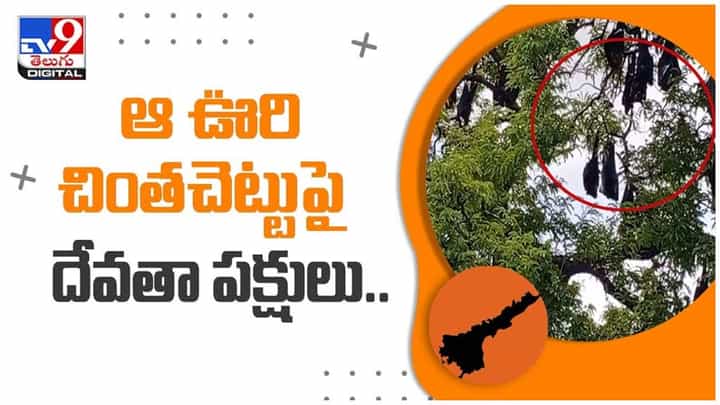Viral Video: చింతచెట్టు ఆవాసంగా దేవతా పక్షులు..!! గబ్బిలాల రాకతోనే ఊరికి అదృష్టం అంటున్న ప్రజలు..!! వీడియో Viral Video: చింతచెట్టు ఆవాసంగా దేవతా పక్షులు..!! గబ్బిలాల రాకతోనే ఊరికి అదృష్టం అంటున్న ప్రజలు..!! వీడియో