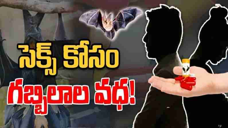 Telangana: గబ్బిలాల మలమూత్రాలతో  ఆ పవర్ పెరుగుతుందని ప్రచారం.. తెలంగాణలోని ఆ ప్రాంతానికి నాటు వైద్యుల క్యూ