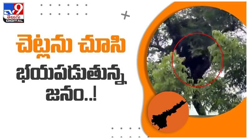 Viral Video: చెట్లపై సేదతీరుతున్న ఎలుగుబంటి..!! భయం గుప్పిట్లో గ్రామ ప్రజలు.. వీడియో