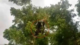 Elephants Hulchal: హైవే మీద చెరుకు లారీని ఆపి.. గంటపాటు తిన్న ఏనుగులు, బారులు తీరి నిలిచిపోయిన వాహనాలు