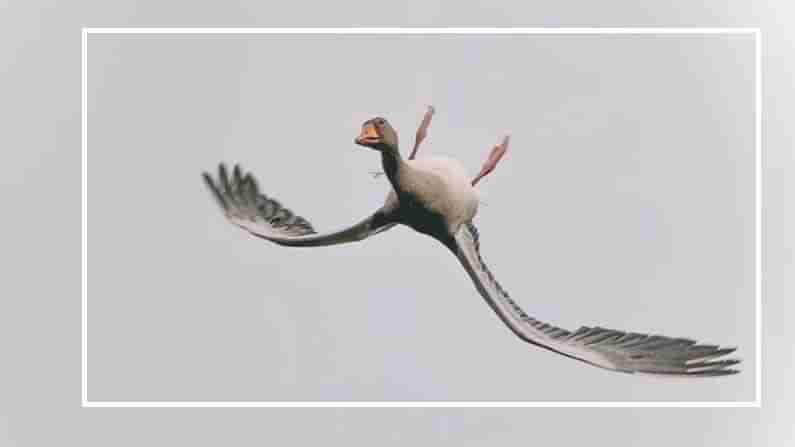 Goose flying: ఇలా.. ఎలా.. ఎగురుతోంది.. ఇది చూస్తే మీరు కూడా అలానే ప్రశ్నిస్తారు..