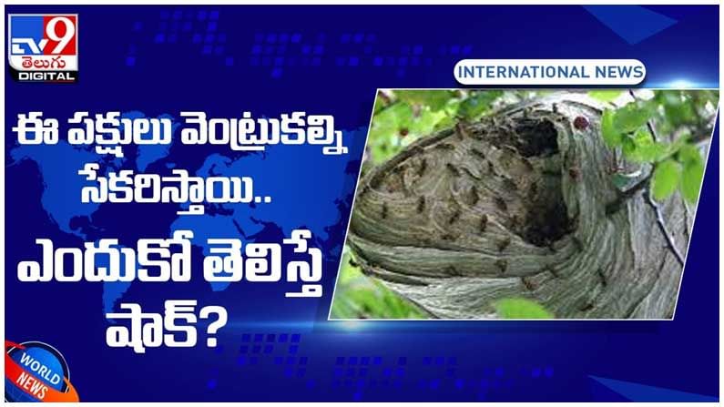 Viral Video: వెంట్రుకల్ని సేకరించే పక్షులు.. ఎందుకో తెలుసా..? వీడియో