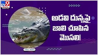 ఏటీఎం మిషన్‌లో దూరిన భారీ విష సర్పం.. చూసి హడలెత్తిపోయిన స్థానికులు.. వీడియో