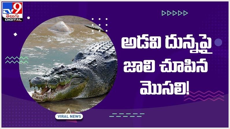 Viral Video: మొసలికి చిక్కిన అడవి దున్న.. చివరికి ఏమైందంటే..?? వీడియో