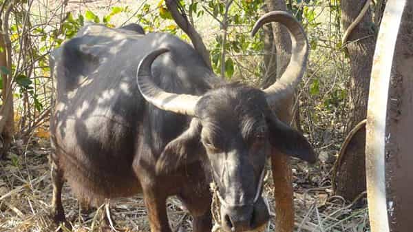 Telangana: షాకింగ్.. మహిళను పొడిచిన బర్రె... కొమ్ములపైన శవంతో రాత్రంతా తిరుగుతూ..
