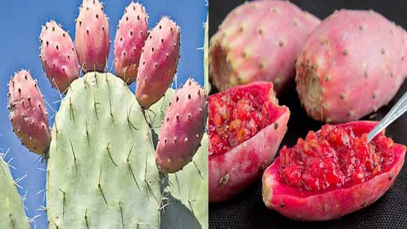 Cactus Fruit: డ్రాగన్ ఫ్రూట్ కంటే.. బ్రహ్మజెముడు పండులో పోషకాలు మెండు.. ఈ పండుతింటే ఆరోగ్యప్రయోజనాలు ఎన్నో