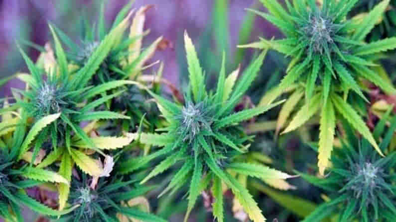 Cultivate Ganja: ఏ పంటవేసినా లాభాలు లేవు.. గంజాయి సాగుచేస్తా..కలెక్టర్ అనుమతి ఇవ్వండి.. డెడ్ లైన్ ఇదే, అంటున్న రైతు ఎక్కడంటే