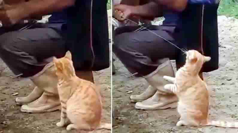 Funny Cat Video: ఆవు పొదుగు నుండి డైరెక్ట్‌గా పిల్లి నోట్లోకి పాలు .. ఫన్నీ వీడియో వైరల్