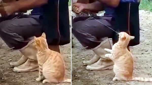 Funny Cat Video: ఆవు పొదుగు నుండి డైరెక్ట్గా పిల్లి నోట్లోకి పాలు .. ఫన్నీ వీడియో వైరల్