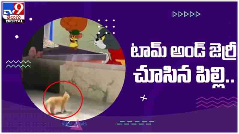 Viral Video: టామ్ అండ్ జెర్రీ చూసిన పిల్లి..!! ఆ తర్వాత ఏం జరిగిందంటే..?? వీడియో