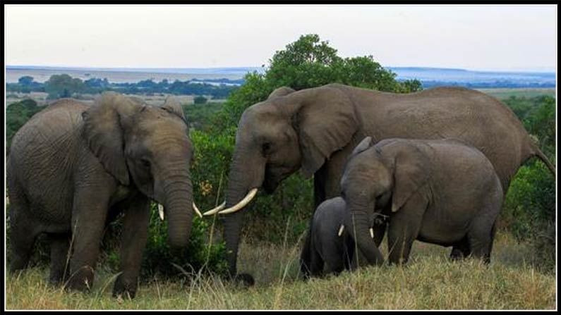 Elephants Entering in villages: ఏనుగులు గ్రామాల్లోకి రాకుండా పైలట్ ప్రాజెక్ట్.. ఛత్తీస్ గఢ్ లో వినూత్న పథకం..