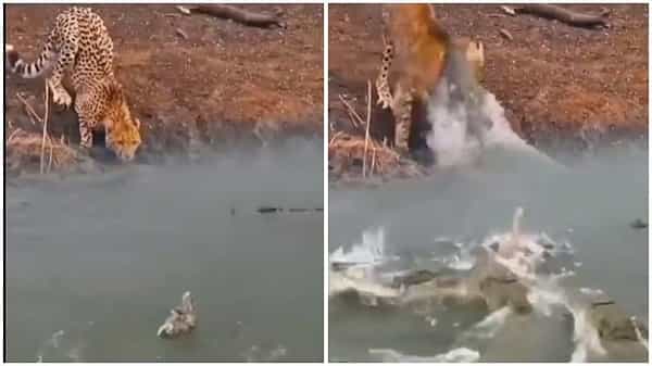 Viral Video: ఇవేంటిరా ఇంత శ్రద్ధగా దాడి చేశాయి..అతడు సినిమా డైలాగ్ను గుర్తు చేసిన మొసలి.. ఇది చూసిన నెటిజన్లు షాక్..