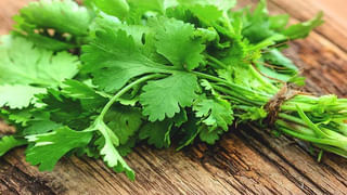 Molecular Farming: త్వరలో కరోనా వైరస్ నివారణ కోసం వ్యాక్సిన్ మొక్కలు.. ఫలిస్తున్న శాస్త్రవేత్తల ప్రయోగాలు