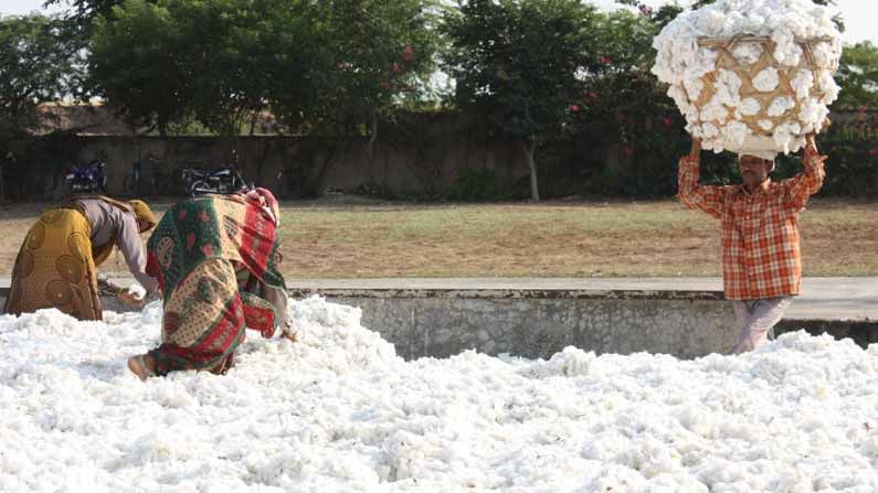 Cotton PRICE Today: పంట దాచుకున్న రైతులకు సిరులు కురిస్తున్న తెల్లబంగారం.. రికార్డు బ్రేక్