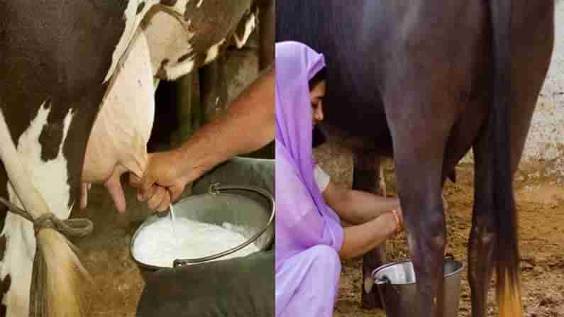Cow Milk vs Buffalo Milk: పిల్లలకు ఆవు పాలు మంచివా.. గేదెపాలు మంచివా. రెండు పాలల్లో తేడాలు ఏమిటి.. ఆరోగ్య ప్రయోజనాలు ఏమిటంటే