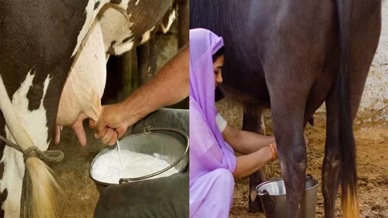 Cow Milk vs Buffalo Milk: పిల్లలకు ఆవు పాలు మంచివా.. గేదెపాలు మంచివా. రెండు పాలల్లో తేడాలు ఏమిటి.. ఆరోగ్య ప్రయోజనాలు ఏమిటంటే