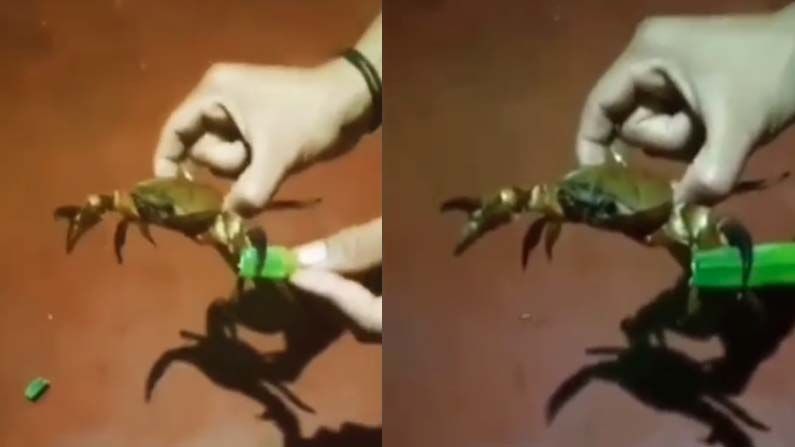 Viral Video: ఇతగాడికి ఏ అవార్డు ఇద్దాం చెప్పండి..? ఎండ్రకాయతో బెండకాయ కట్ చేయించాడు