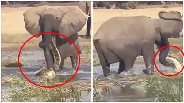 Elephant: నీళ్లు తాగుతున్న ఏనుగుపై మొసలి దాడి చేసింది.. గజరాజుకు కోపమొచ్చింది.. ఆ తర్వాత ఏం చేసిందో తెలుసా..