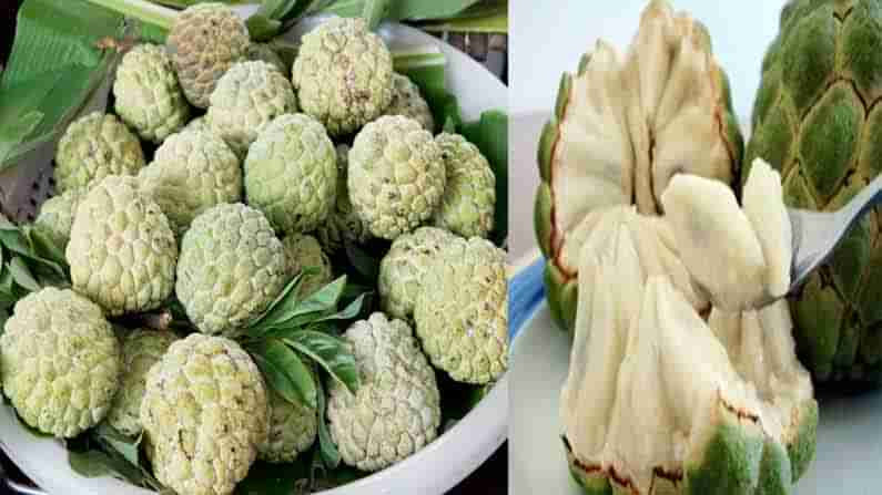 Custard Apple-Benefits: ఈ సీజన్ లో దొరికే సీతాఫలం తినడం వల్ల ఎన్ని లాభాలో తెలుసా..!